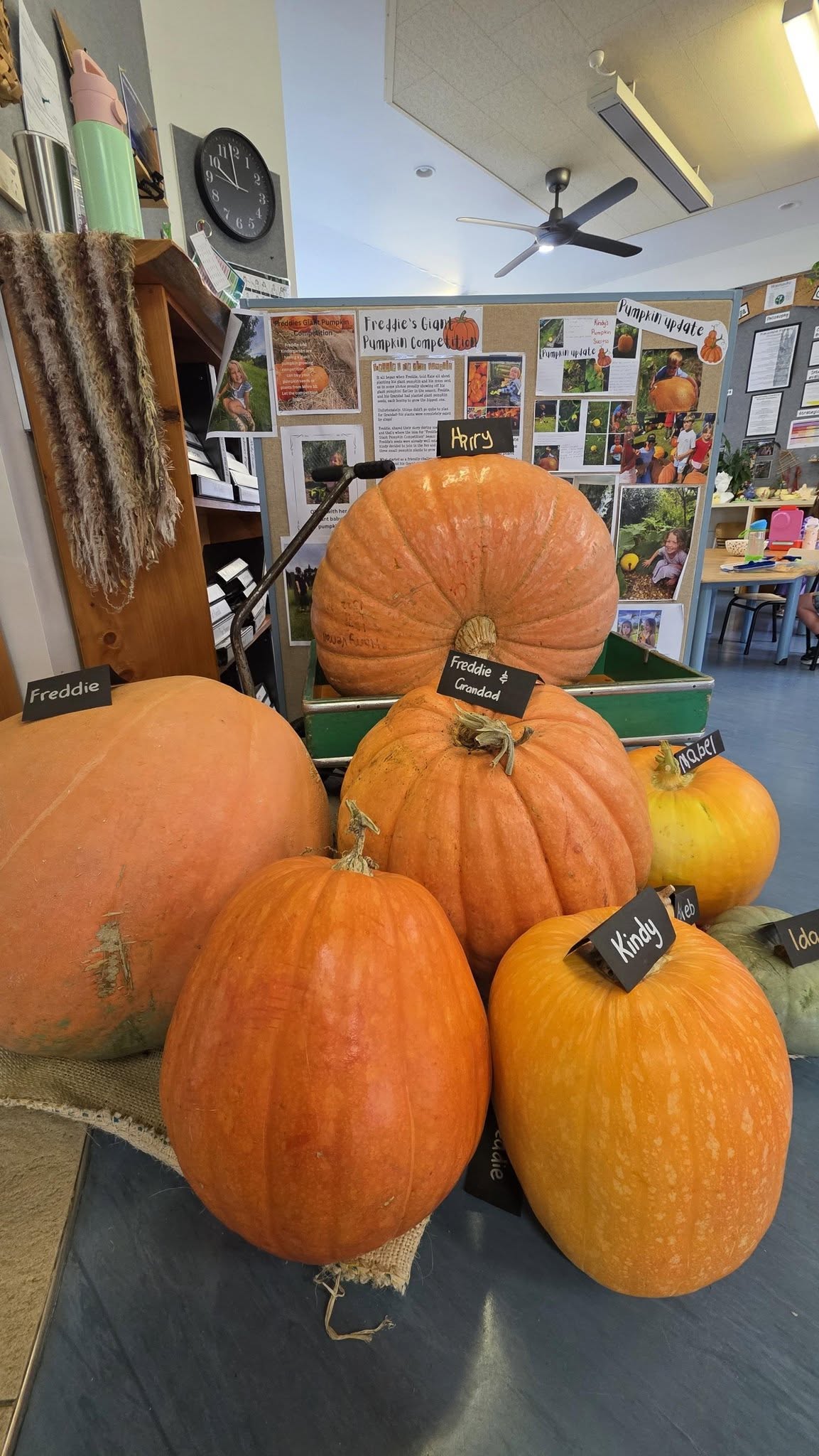 A display of large pumpkins grown by tamariki, whānau, and the kindergarten community, each labelled with names, arranged indoors as part of a shared pumpkin‑growing project inspired by a child’s idea.