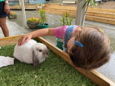 Rangitoto - Rabbit
